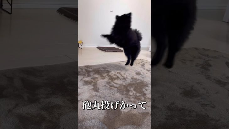 マジで訳わからん犬の謎行動#shorts #犬 #ペット