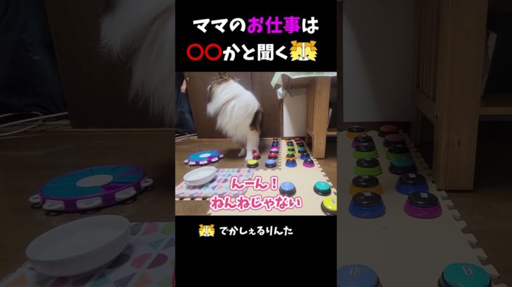 ママのお仕事は〇〇かと聞くシェルティ【会話ボタンでしゃべる犬】 #shorts