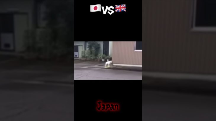 日本とイギリスの違い(ペット編)#shorts