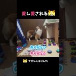愛し愛されるシェルティ【会話ボタンでしゃべる犬】 #shorts