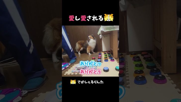 愛し愛されるシェルティ【会話ボタンでしゃべる犬】 #shorts