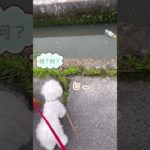 流れてきたペットボトルにビビるビビリ犬🐶【トイプードル&チワマル】 #マルチーズ #チワワ #犬のいる生活 #shorts