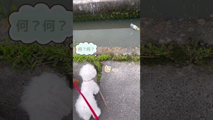 流れてきたペットボトルにビビるビビリ犬🐶【トイプードル&チワマル】 #マルチーズ #チワワ #犬のいる生活 #shorts