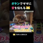 ボタンでママに愛を伝えるシェルティ【会話ボタンでしゃべる犬】 #shorts
