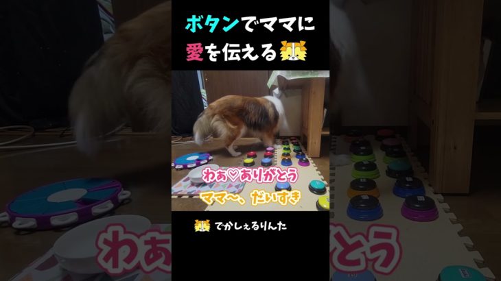 ボタンでママに愛を伝えるシェルティ【会話ボタンでしゃべる犬】 #shorts