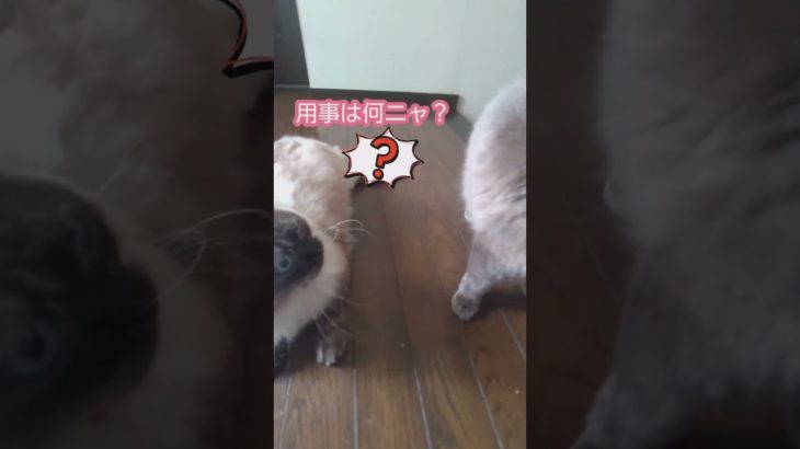 アタシも入れて、くるくる回るニャンコ #shorts #cat #猫 #pets #ペット #pet #petlover #かわいい @housenka-cat