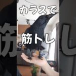 カラスで家トレ　#shorts #crow #カラス #ペット #birds #かわいい動物 #筋トレ #スーパーワルイトリ
