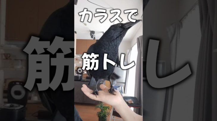 カラスで家トレ　#shorts #crow #カラス #ペット #birds #かわいい動物 #筋トレ #スーパーワルイトリ