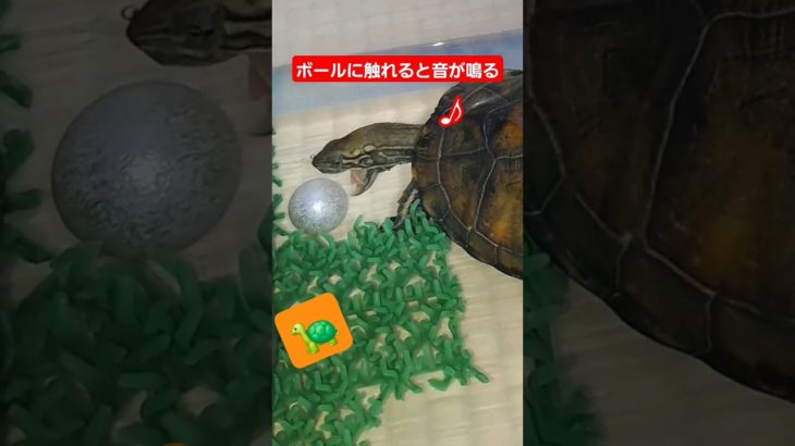 ボールと遊ぶ時、音が鳴る#short#亀#可愛い#ペット#ウンキュウ#音#流行る#バズる#曲#turtle