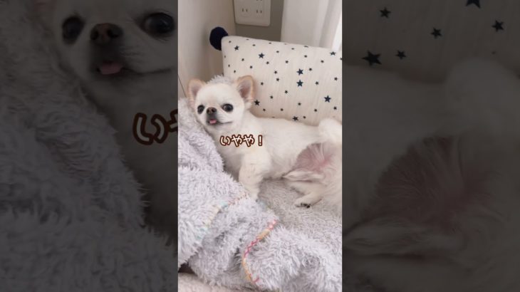 ぐでんぐでんチワワうにちゃん🤣#アテレコ #アフレコ #癒し #いやしわんこ #犬 #ペット #多頭飼い