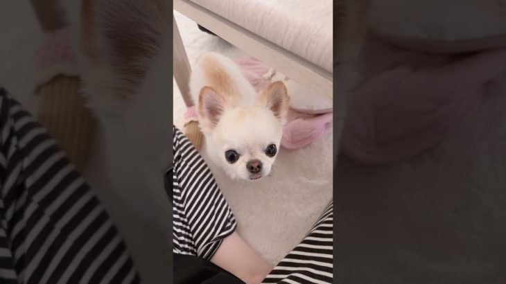 ヨーグルト🥣クレクレ隊🐻‍❄️🐻‍🚩#アテレコ #アフレコ #癒し #ほのぼの #犬 #ペット #家族