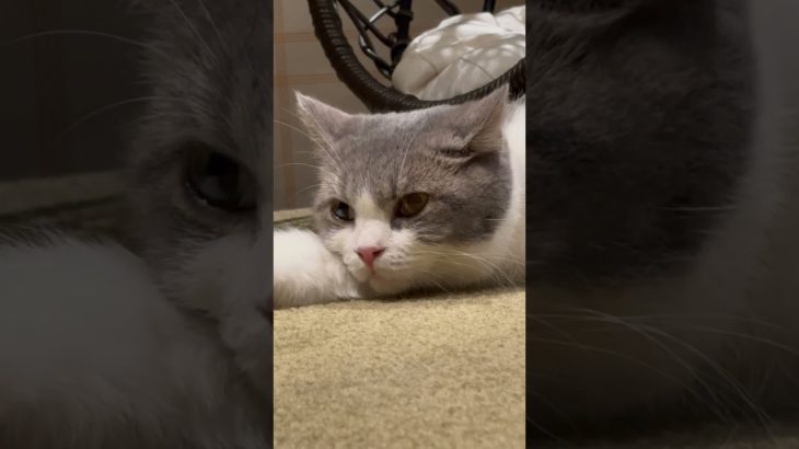 かわいい😍#あやなん #フィッシャーズ#ジャニー喜多川#パレスチナ#🍊　しょーゆ　いな民🍊#🏳️‍🌈#東京農業大学