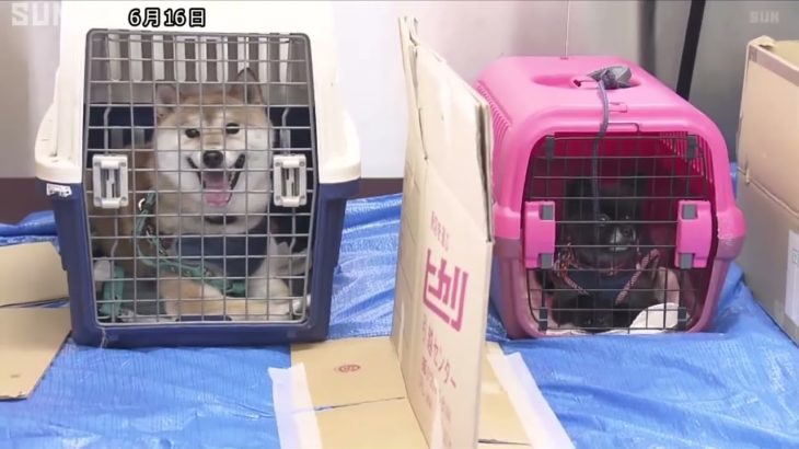 災害時に備えて飼い主とペットが一緒に避難する訓練 神戸市の動物保護施設で初めて 一時飼育スペースの設営など体験