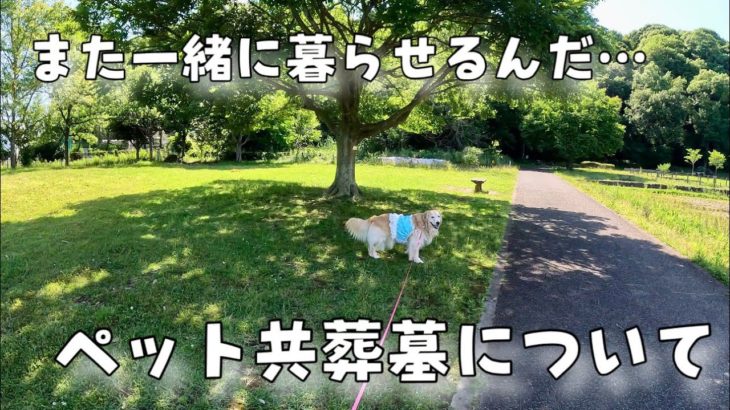【お墓問題】ペット共葬墓について真剣に考える【あーちゃんと確実に再開できる場所】