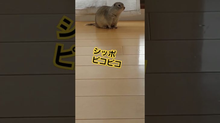 晴れた土曜午後のぐー太郎　#リチャードソンジリス #ペット #リス #かわいい