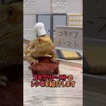 ダイエット中にはゴキブリトーストがおすすめ