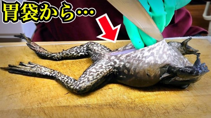 ウシガエルが食べた生物まで全部ペットのエサにする！