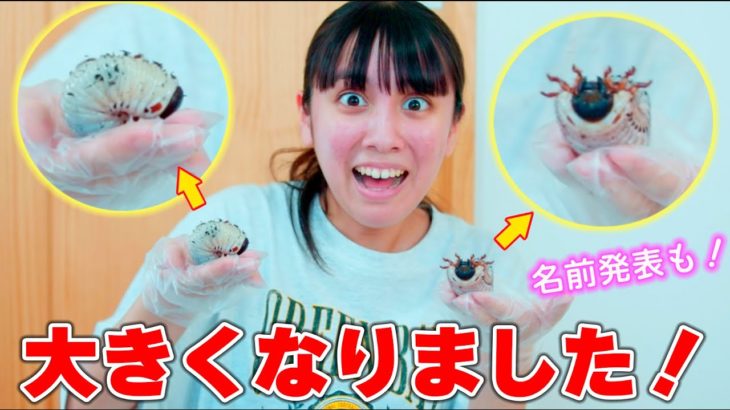 新しいペットのカブトムシが大きくなった！名前も発表！何グラムになった？【ペット】