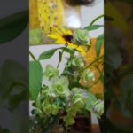 ルドベキア・ヒルタ、オレガノケントビューティ！ペットボトルに活けてあった！