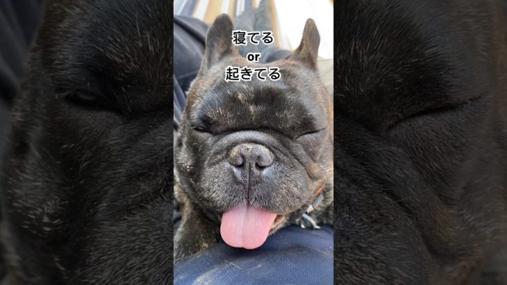 たぶん寝てる#フレブル #かわいい #ペット #おもしろ #可愛い #犬 #いぬ