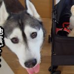 早朝に突然地震が来たので急いで猫と犬を連れて避難しました…