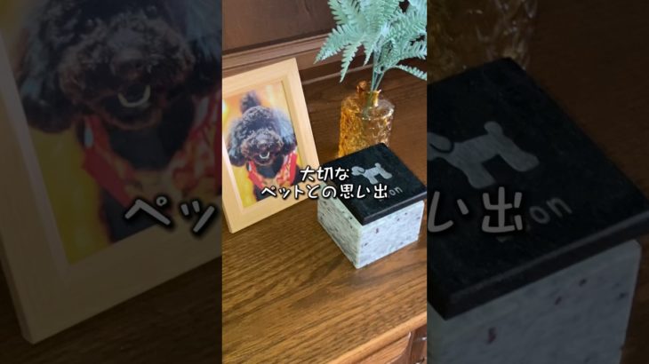 ずっと一緒に…ペットのお墓 #ペット #犬 #猫 #ペットロス