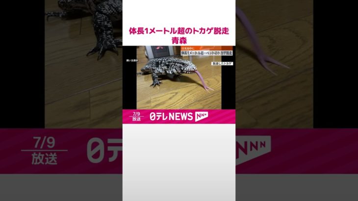 【体長1メートル超】ペットのトカゲ脱走  青森・階上町  #shorts