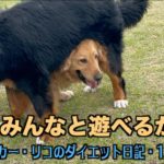 動くと電池切れのオスカー【オスカー・リコのダイエット日記10-11日目】