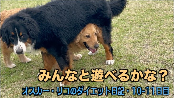 動くと電池切れのオスカー【オスカー・リコのダイエット日記10-11日目】