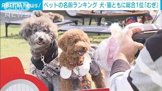 「ペットの名前ランキング」犬、猫ともに「むぎ」が1位(2024年7月11日)