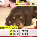 犬も猫も「むぎ」が1位　ペットの名前ランキング2024　犬は「レオ」「ココ」、猫は「レオ」「ルナ」が9年連続トップ10(2024/07/10)