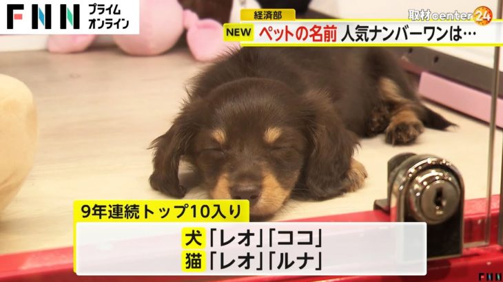 犬も猫も「むぎ」が1位　ペットの名前ランキング2024　犬は「レオ」「ココ」、猫は「レオ」「ルナ」が9年連続トップ10(2024/07/10)