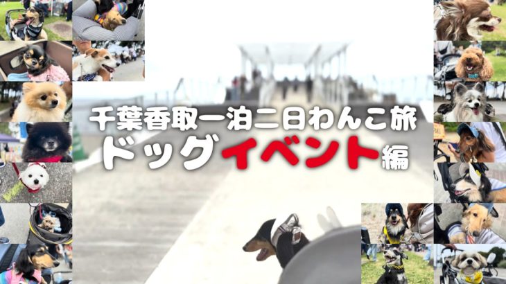 【犬連れ旅行千葉香取イベント編】稲毛海浜公園の「ペットフェスタ稲毛」でみんなに会ったよ～🐶🐶💕一泊二日わんこ旅1/3 旅するペットショップの売れ残りと元保護犬