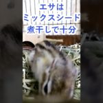 しまりす「ポン吉」余計なものは要らない！！飼育歴20年以上の私がおすすめする、しまりすのエサ！！