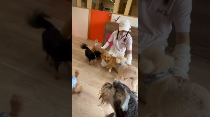 甘えん坊たいむ💞#20240719おうちホテル#ペットホテル#ケージフリー#静岡県袋井市 #ワンコワークス#大型犬#小型犬#中型犬#犬のいる暮らし#イヌバーシティ