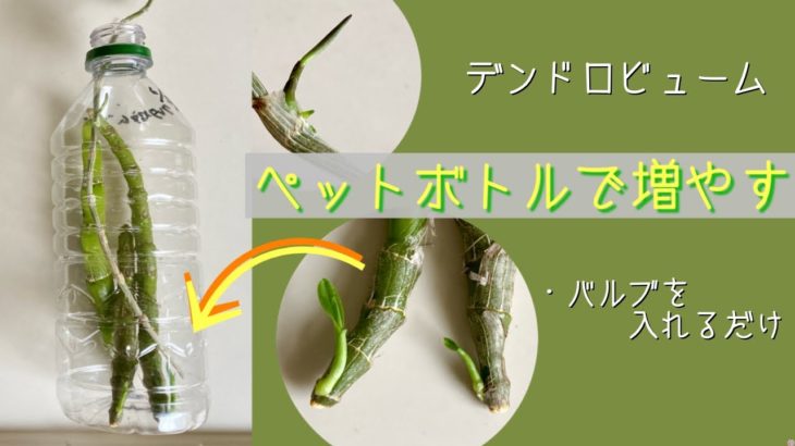 2024年7月10日　デンドロビュームの【増やし方】　簡単！ペットボトルに入れるだけ　3~4カ月で高芽🌱が成長　根が出たら植え付け　増やしたいバルブをポンっと！　ノビル系とアフィラム系