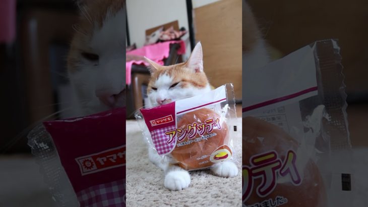 アングッティ　のせ猫　240706 #かご猫 #catlover #ペット #かご猫 #ペット #cutecat