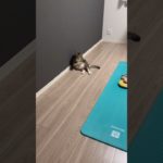 ダイエットのためにおもちゃ出したけどめっちゃサボってました#ほたて君#元ボス猫#ダイエット中#7.5kg#子育て中#女子のケツが大好き#変態おじさん