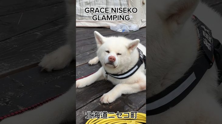 秋田犬タム：GRACE NISEKO GLAMPINGがリニューアルオープン！🐾ペットと一緒に宿泊できるグランピング施設