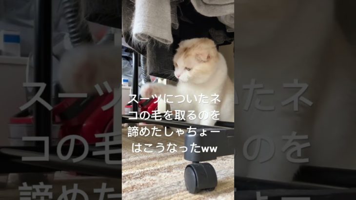 ペットホテルGibeon番猫ラテ　ウッカリ猫と遊んでしまうしゃちょー🤣