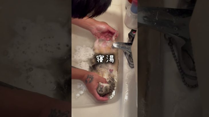【ペットの電動シャンプー使ってみたら笑けた】[I laughed when I tried using my pet’s electric shampoo] #shorts