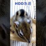 しまりす「ポン吉」超ショック！！PCのHDDが3年半で急逝いたしました！！外付けHDD8000円が痛い出費です！！