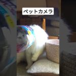 【ペットカメラ】飼い主の留守中にちゅ～るをつまみ食いする猫 #cat #ねこ ＃ちゅ～る #ペットカメラ