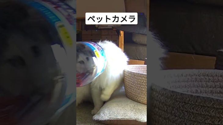 【ペットカメラ】飼い主の留守中にちゅ～るをつまみ食いする猫 #cat #ねこ ＃ちゅ～る #ペットカメラ