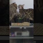 🔰猫ヘルスにゃんこビューティ💫#猫草 #黒猫同盟 #キョンキョン #みんなのうた #ねこ #ベンガル #レナ #リオ #ちぃちゃん #cat #bengal #saiberian #shorts 💫🌺