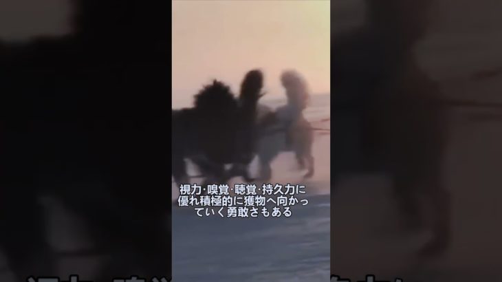 ペットにしたい犬の紹介 #ヤクーチアンライカ #犬好きさんと繋がりたい #犬のいる暮らし #図鑑 #dog