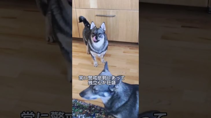 ペットにしたい犬の紹介 #スウェーディッシュヴァルフント #犬好きさんと繋がりたい #犬のいる暮らし #図鑑 #dog