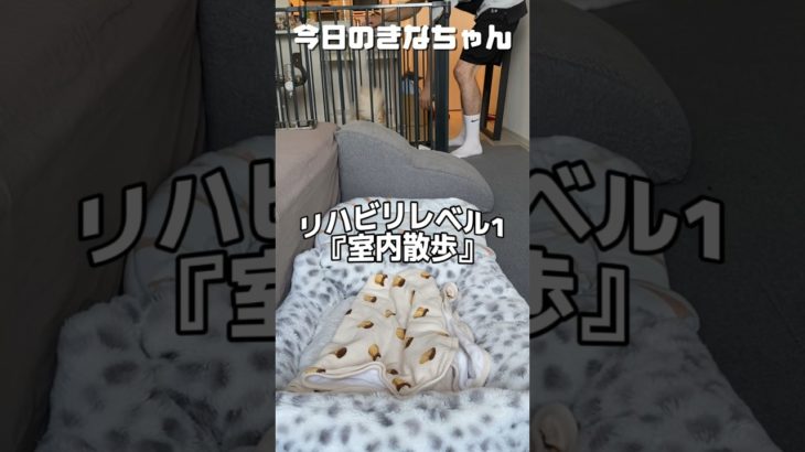 ゆっくり焦らずに☺️#dog #きなちゃん #ポメラニアン #ペット #ペット動画 #犬のいる暮らし #犬好きと繋がりたい #犬 #犬動画 #shorts #short