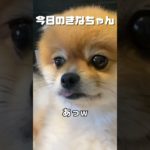 可愛くてつい…🥰#dog #きなちゃん #ポメラニアン #ペット #ペット動画 #犬のいる暮らし #犬好きと繋がりたい #犬#犬動画 #shorts #short