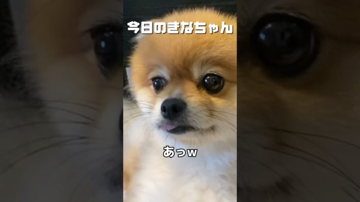 可愛くてつい…🥰#dog #きなちゃん #ポメラニアン #ペット #ペット動画 #犬のいる暮らし #犬好きと繋がりたい #犬#犬動画 #shorts #short